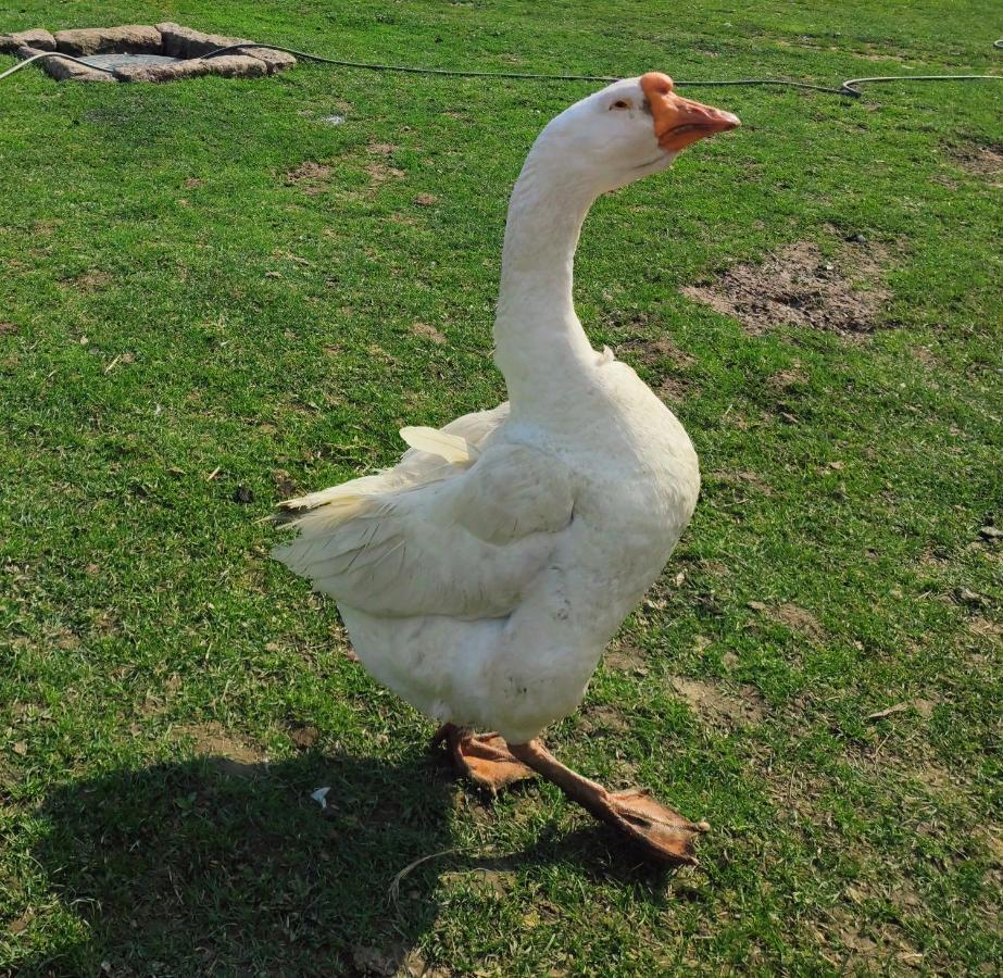 Sudecki Dym Z Kominkiem Kolo Karpacza. Agroturystyka Janowice Wielkie Dış mekan fotoğraf